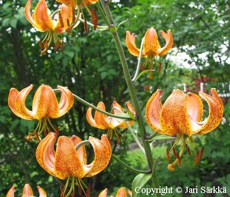 Lilium Martagon-Ryhm 'Marhan'